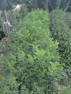 廠家直供七里香苗木盆栽花卉：九里香木香花苗，優質園林綠化工程苗木