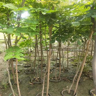 紫藤產業：廠家直銷、生產基地與園林綠化的完美結合