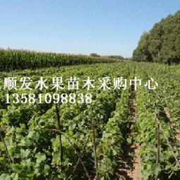 創(chuàng)新驅(qū)動(dòng)綠色未來(lái) 水果苗木在林業(yè)種殖中的發(fā)展路徑與前景